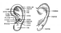 耳廓的表面解剖