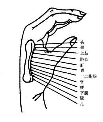 第2掌骨侧全息穴和骨全息图图片