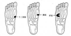 脚部反射区3：脏反射区,胰脏反射区,十二指肠反射区