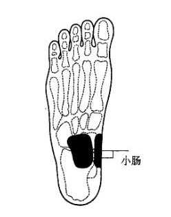 脚部反射区5：肾脏反射区，输尿管反射区，膀胱反射区，小肠反射区