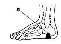 脚部反射区7：心脏，脾，膝，下腹部，生殖腺，髓，股关节等反射区
