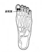 脚部反射区9：扁桃腺,上颌,下颌,喉,气管,腹股沟等反射区
