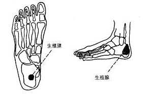 生殖腺反射区