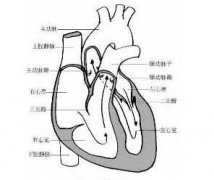 心脏位于人体的什么位置,心脏的结构,什么是心脏的传导系统