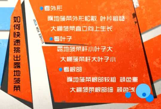 如何挑选露地菠菜
