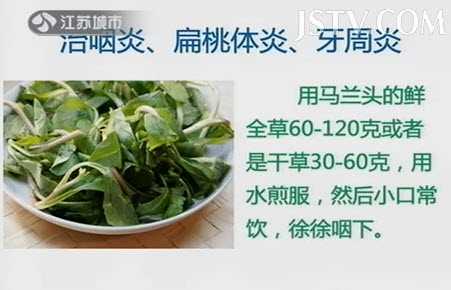 马兰头