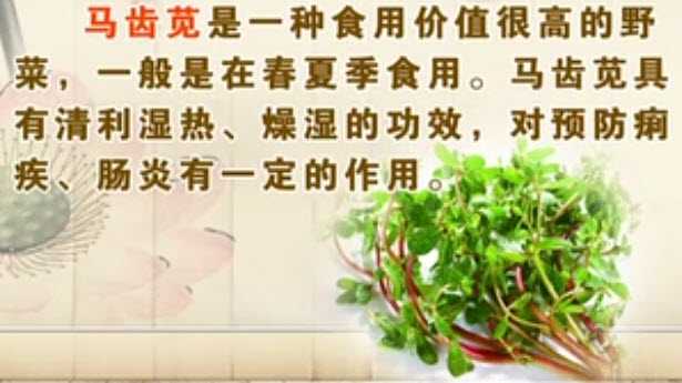 马齿苋的功效