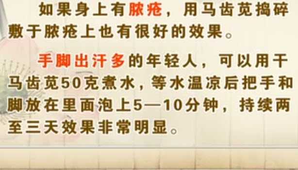 马齿苋的功效