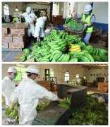 深圳销毁61吨菲律宾香蕉，你不知道的香蕉妙用