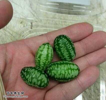 世界最小西瓜