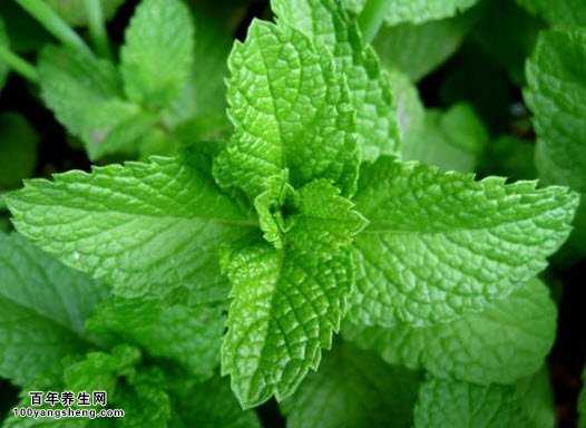 薄荷