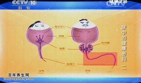 男性的尿道有多长