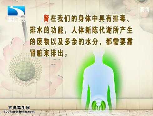 肾的作用