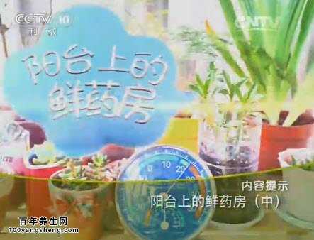 健康之路-阳台上的鲜药房(中)