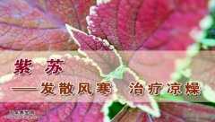 20141026养生堂视频和笔记:王玉英讲紫苏的功效与作用,紫苏的功效