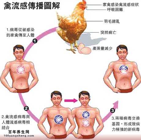 如何预防禽流感