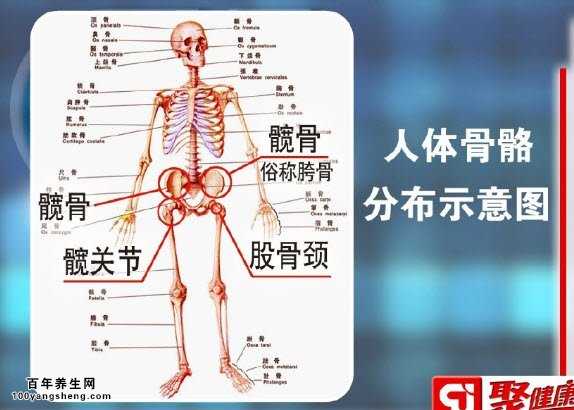 人体骨骼分布图