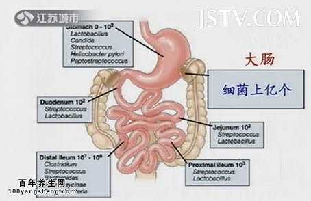 大肠里的细菌多达上亿