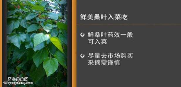 桑叶怎么吃