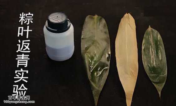 粽叶返青实验