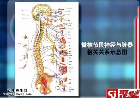 脊椎节段神经与脏器示意图