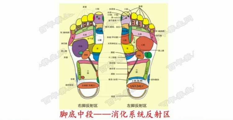 足底反射区
