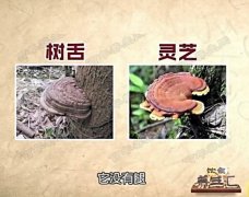 20160619饮食养生汇视频和笔记:张文彭,真菌抗癌,秋葵山药蟹味菇