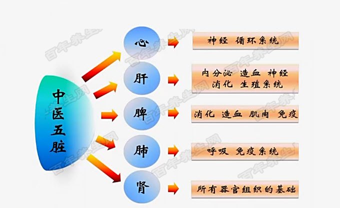 中医的五脏并非实质的脏器