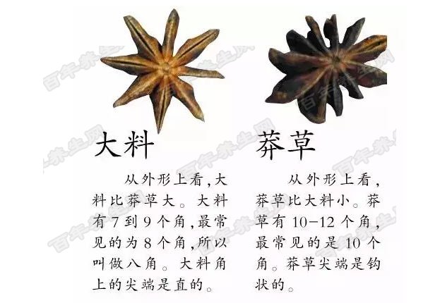 真假八角如何分辨