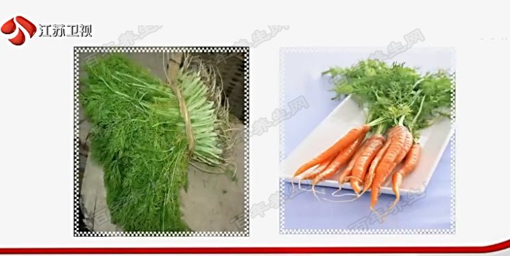 萝卜的养生功效