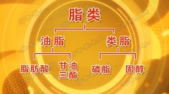 20161222养生堂视频和笔记:左小霞,胆固醇,中国居民膳食宝塔