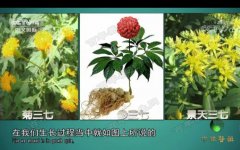 20170821中华医药视频和笔记:邵铭,赵建学,药物性肝损伤,三七