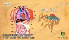 20171105中华医药视频和笔记:苑惠清,吴栋,春季如何养肺,咳嗽