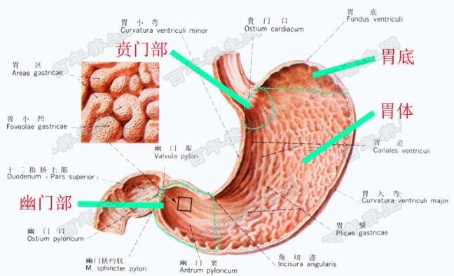 贲门