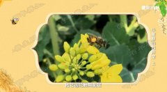 20190302健康之路视频和笔记:王凤忠,蜂蜜,花粉,过敏,果糖,葡萄糖