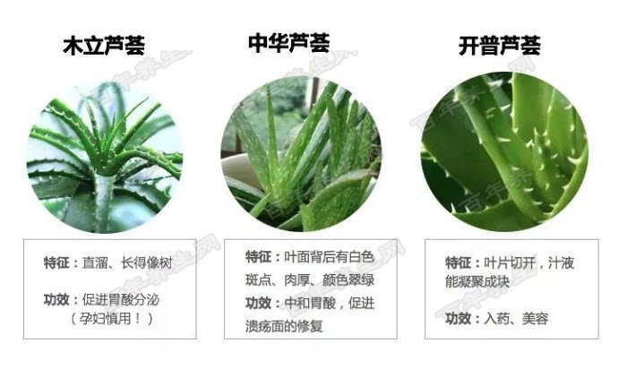 哪些芦荟是可以作为中药小零食