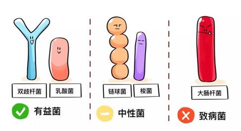 菌株的安全性