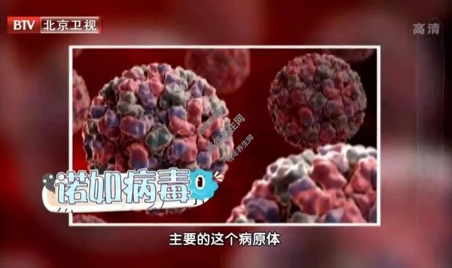 诺如病毒