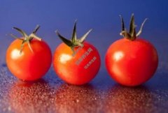 番茄红素可以长期吃吗？来听精立沛番茄红素维生素E软胶囊说说看