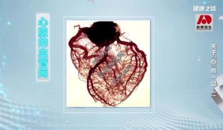 心脏血管网