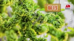 20230305֮·Ƶͱʼ:Ǯ,,ͷ,