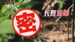 20230525养生堂视频和笔记:吴圣贤,降血脂,长寿仙草的秘密