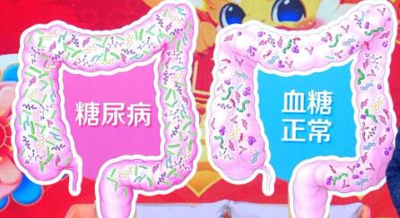 糖尿病人的肠道菌群