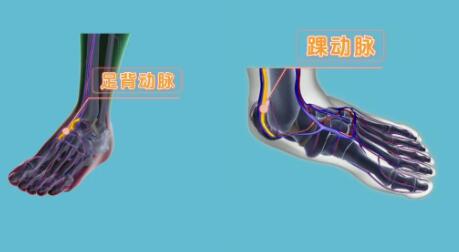 足背动脉