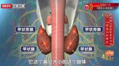 20251023养生堂视频和笔记:于明安,尹晓,甲状腺,维生素D,甲旁亢